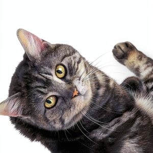 Livre John Wiley Sons Inc Anglais 192 pages dimensions-0