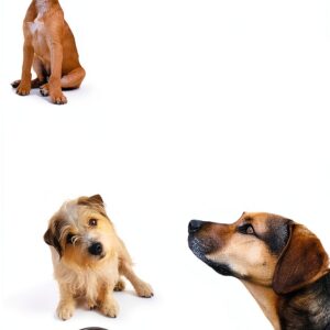 Howell Book House Guide Chiens Élevage Dressage Éleveurs-0